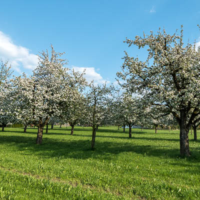 Apfelbäume