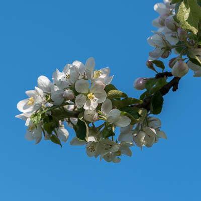 Apfelbaumblüte