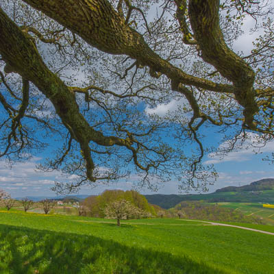 Blick unter dem Baum durch auf die Frühlingslandschaft