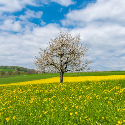Blühender Baum im Löwenzahnfeld