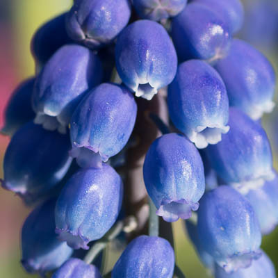 Blümchen