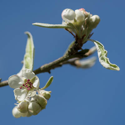 Blüte