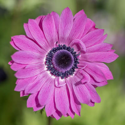 Blume