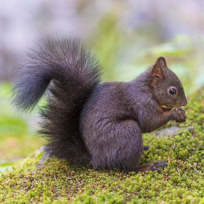Eichhörnchen