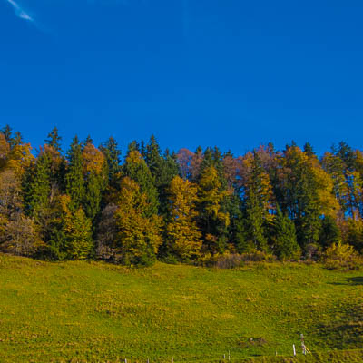 Herbstwald