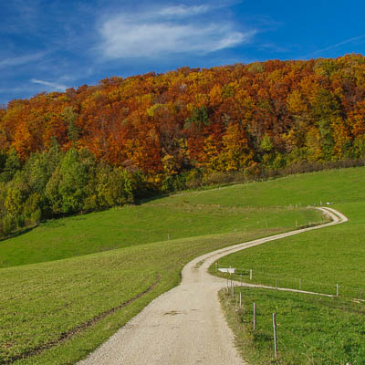 Herbstwald mit Weg