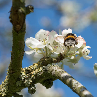 Hummel saugt Nektar