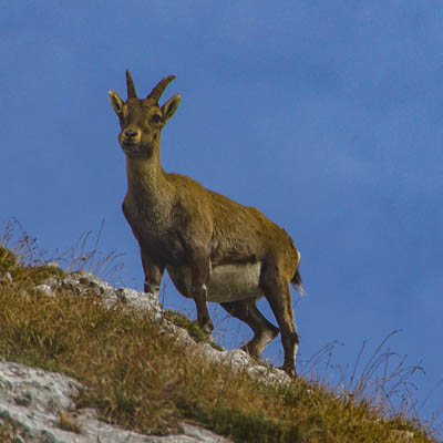 Junger Steinbock