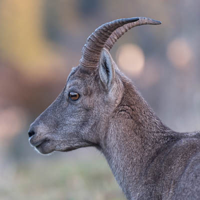 Kopf eines Steinbocks