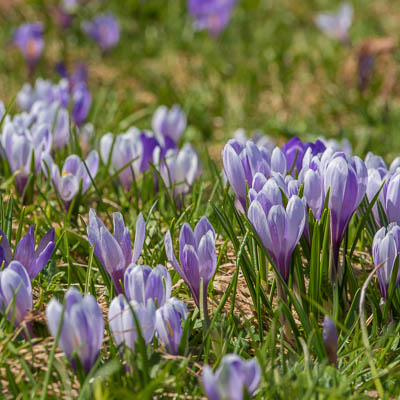 Krokusse im Emmental