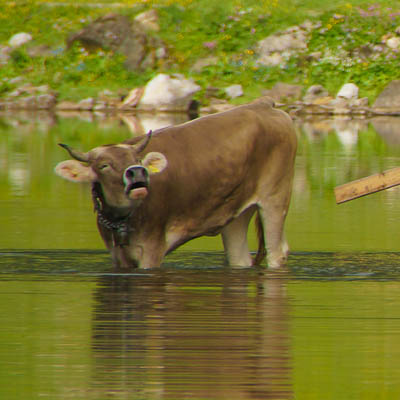 Kuh im Seealpsee