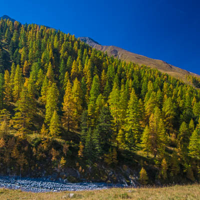 Lärchen im Val Trupchun