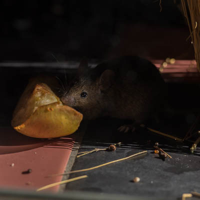 Maus