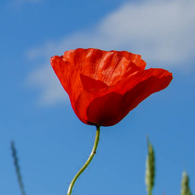 Mohnblume