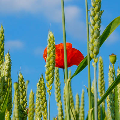 Mohnblume im Weizenfeld