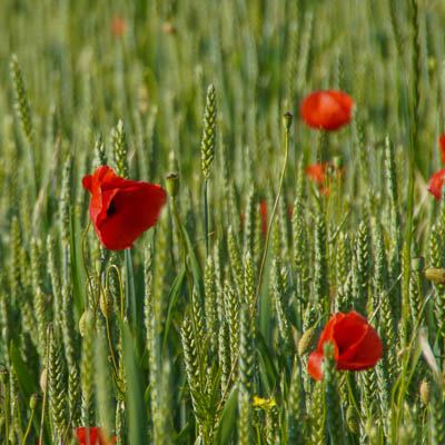 Mohnblumen