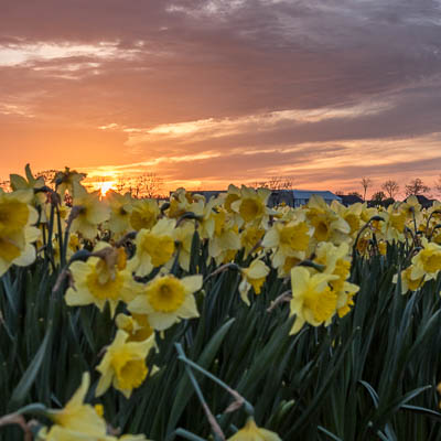 Osterglocken bei Sonnenuntergang