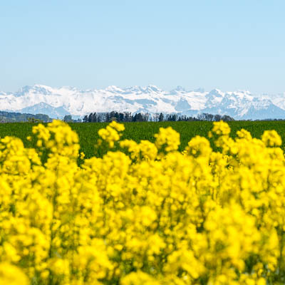 Rapsfeld mit Schneebergen im Hintergrund