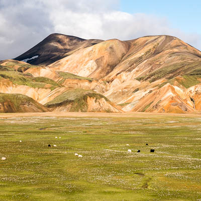 Schafweide bei Landmannalaugar
