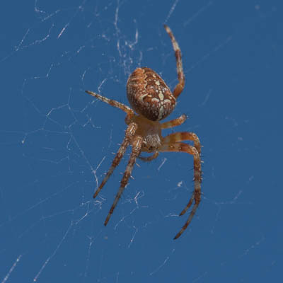 Spinne