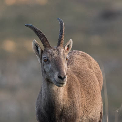 Steinbock