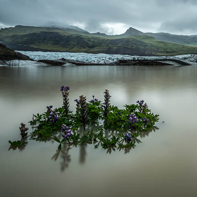 Svínafellsjökull Gletscher