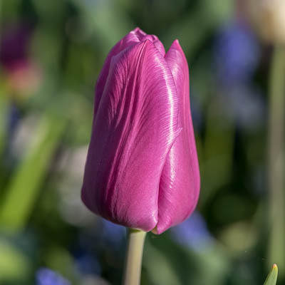 Tulpe