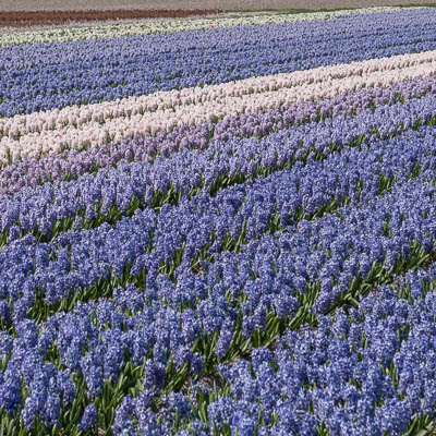 Tulpenfeld